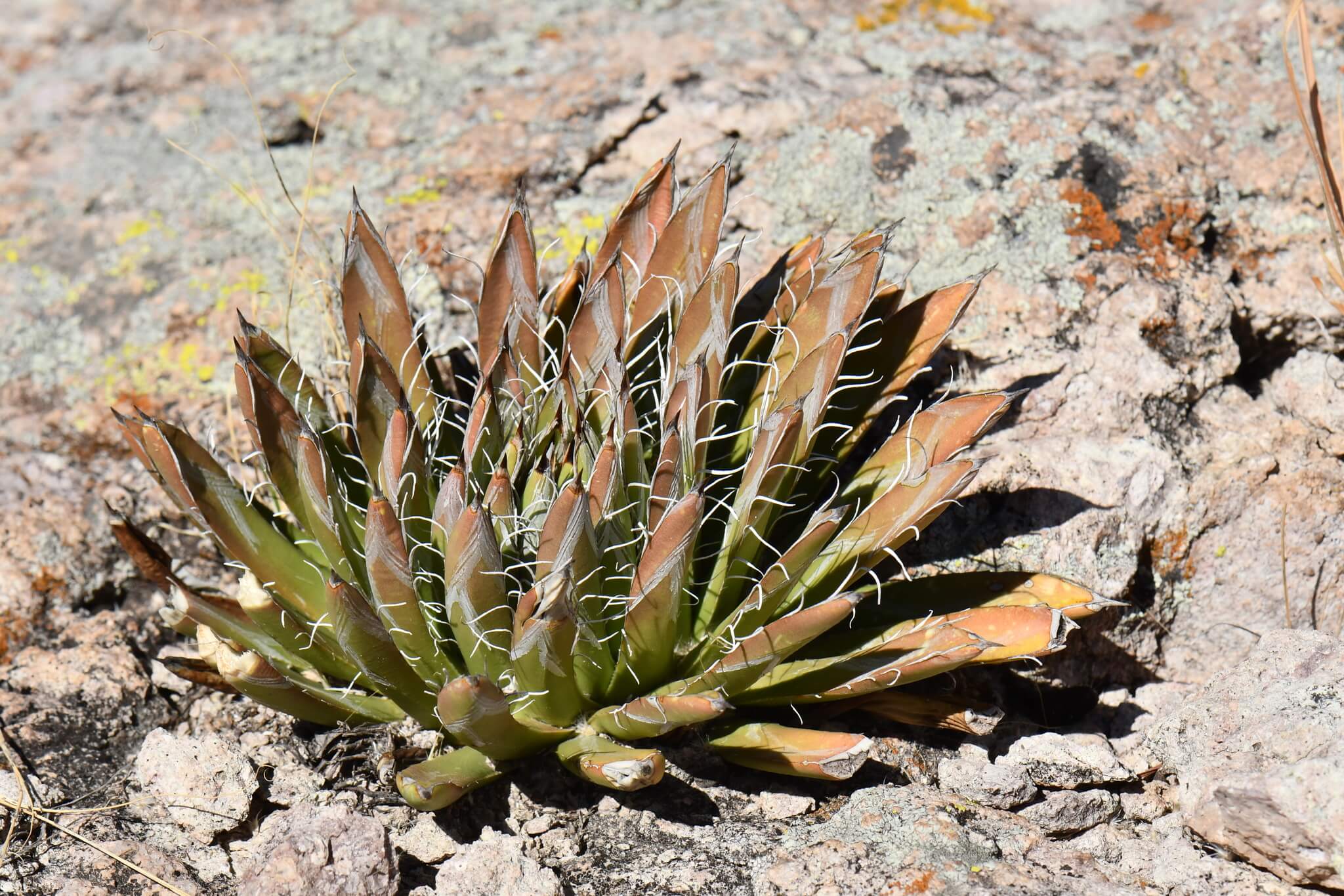 Agave parviflora